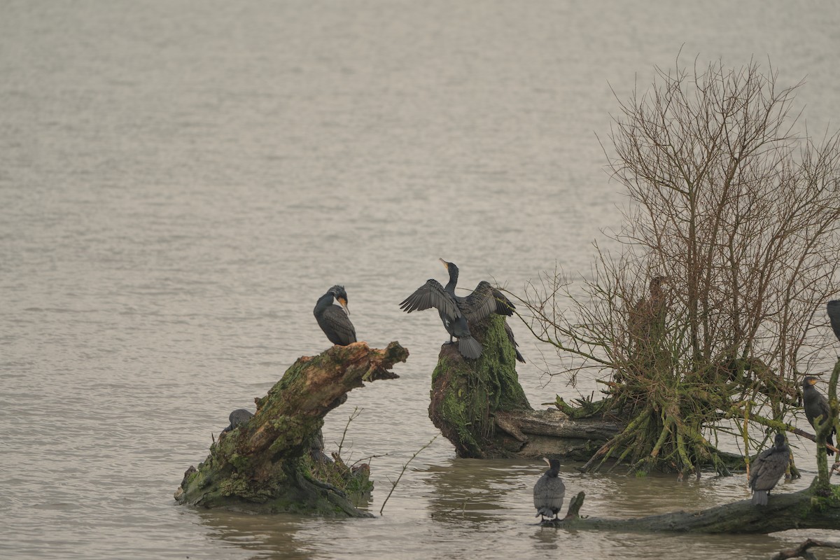 Great Cormorant - ML628544207