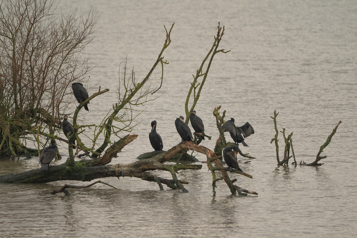 Great Cormorant - ML628544208