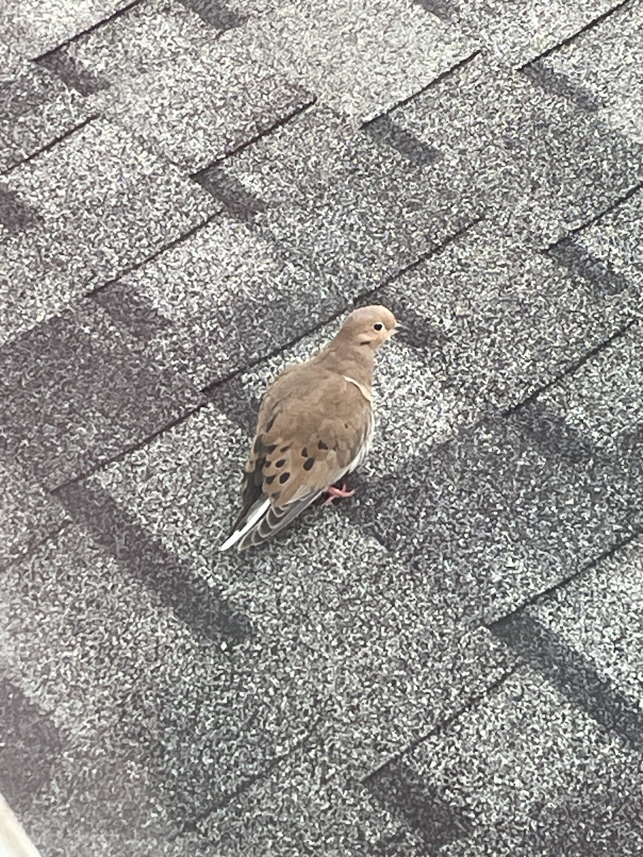 Mourning Dove - ML628544223