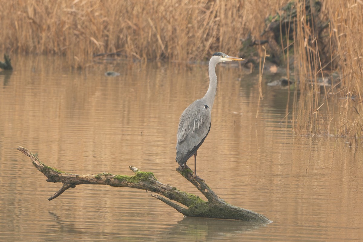 Gray Heron - ML628544228