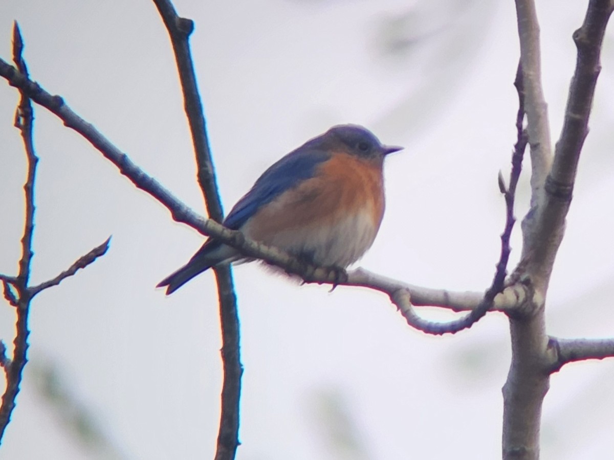 Eastern Bluebird - ML628544290