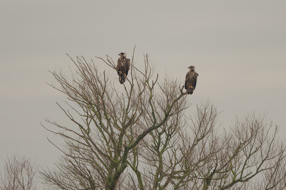 White-tailed Eagle - ML628544305