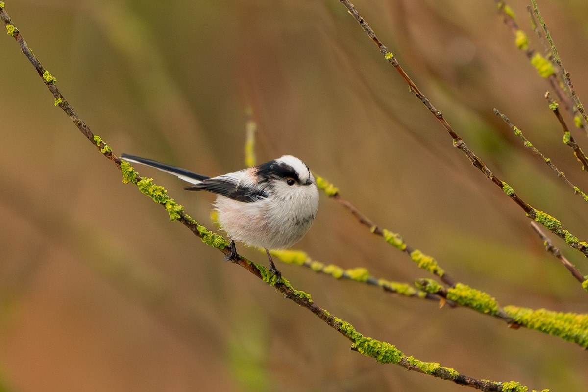 Long-tailed Tit - ML628544323