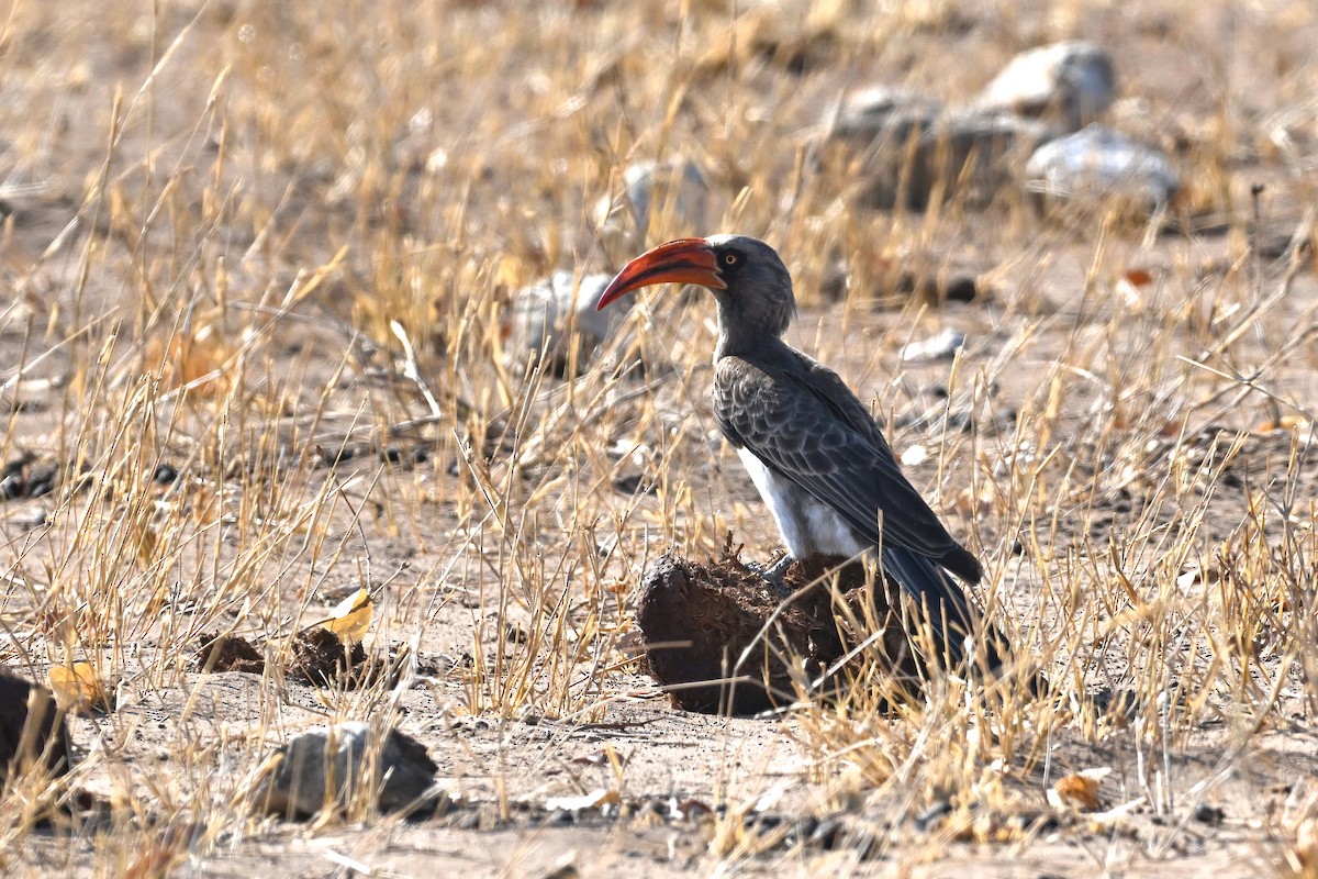 Bradfield's Hornbill - ML628544386