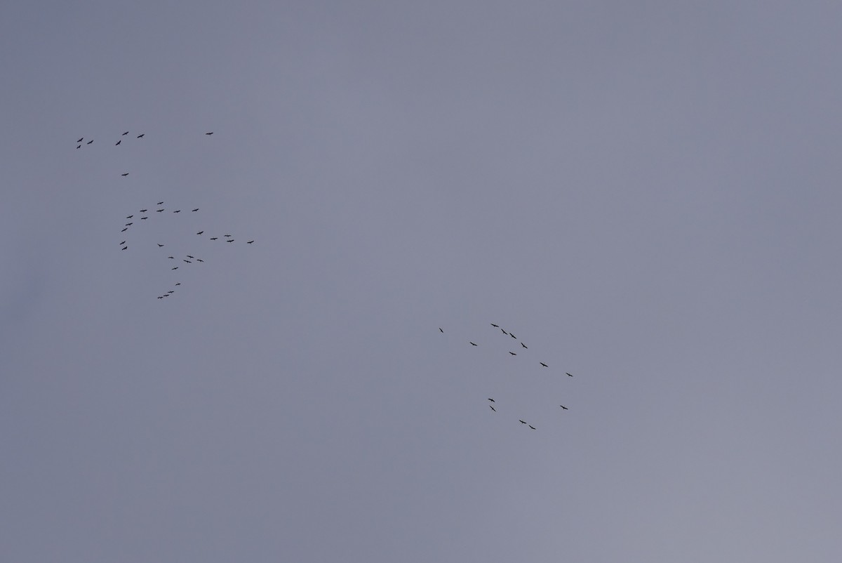 Sandhill Crane - ML628544460