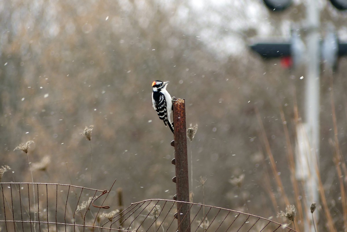 Downy Woodpecker - ML628544481