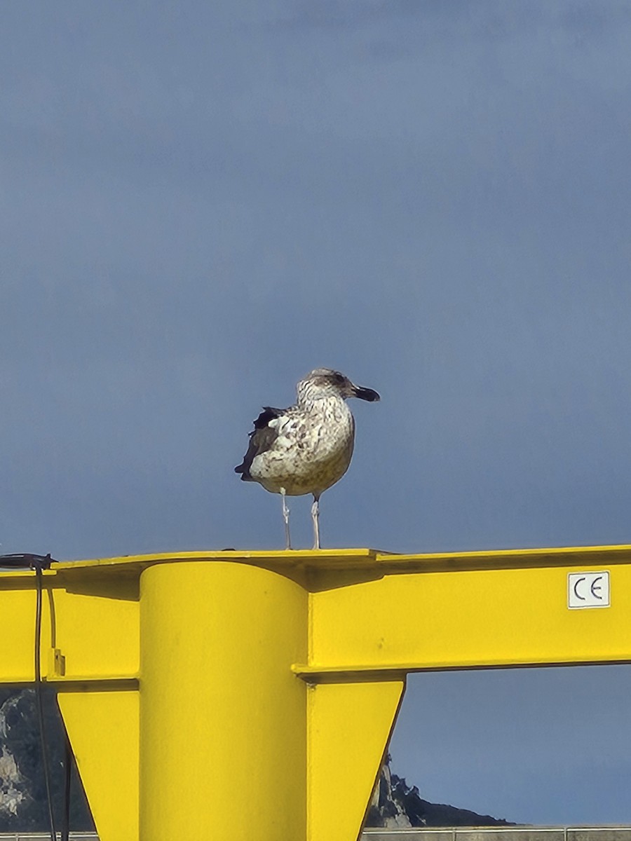 Kelp Gull - ML628544748