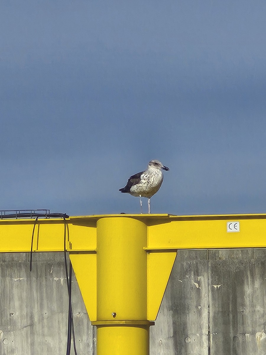 Kelp Gull - ML628544749