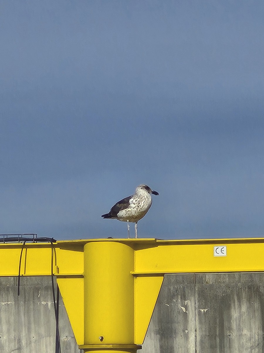 Kelp Gull - ML628544750