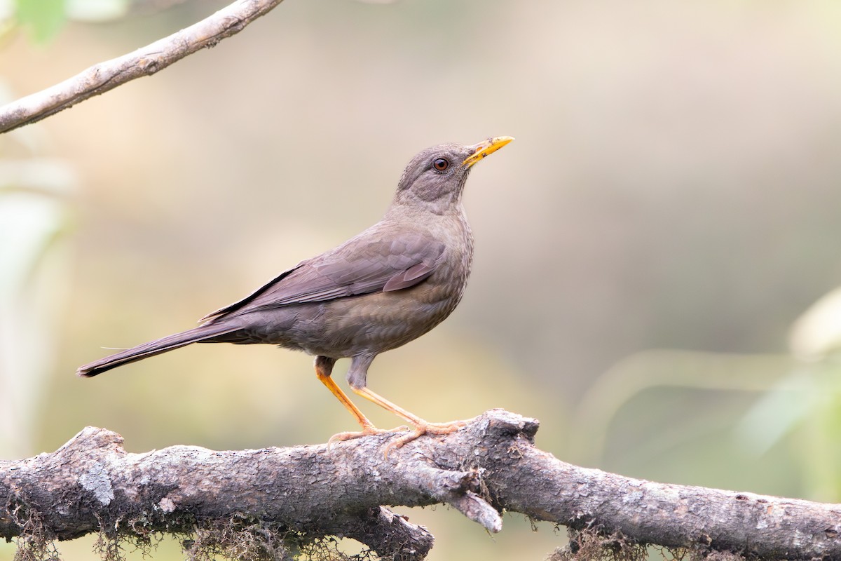 Chiguanco Thrush - ML628544810