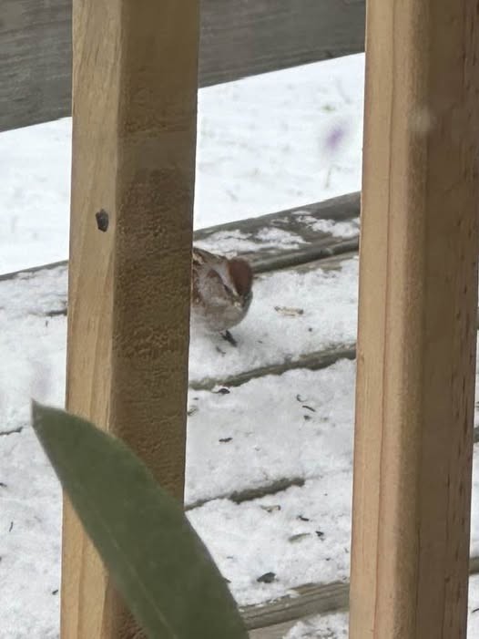 Spizella sp./American Tree Sparrow - ML628545135