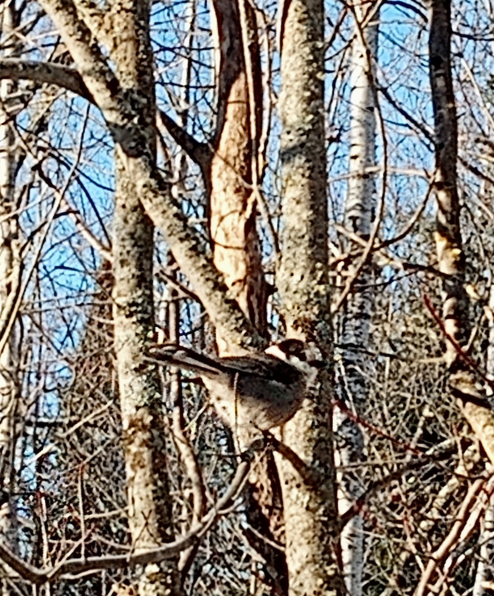 Canada Jay - ML628545157