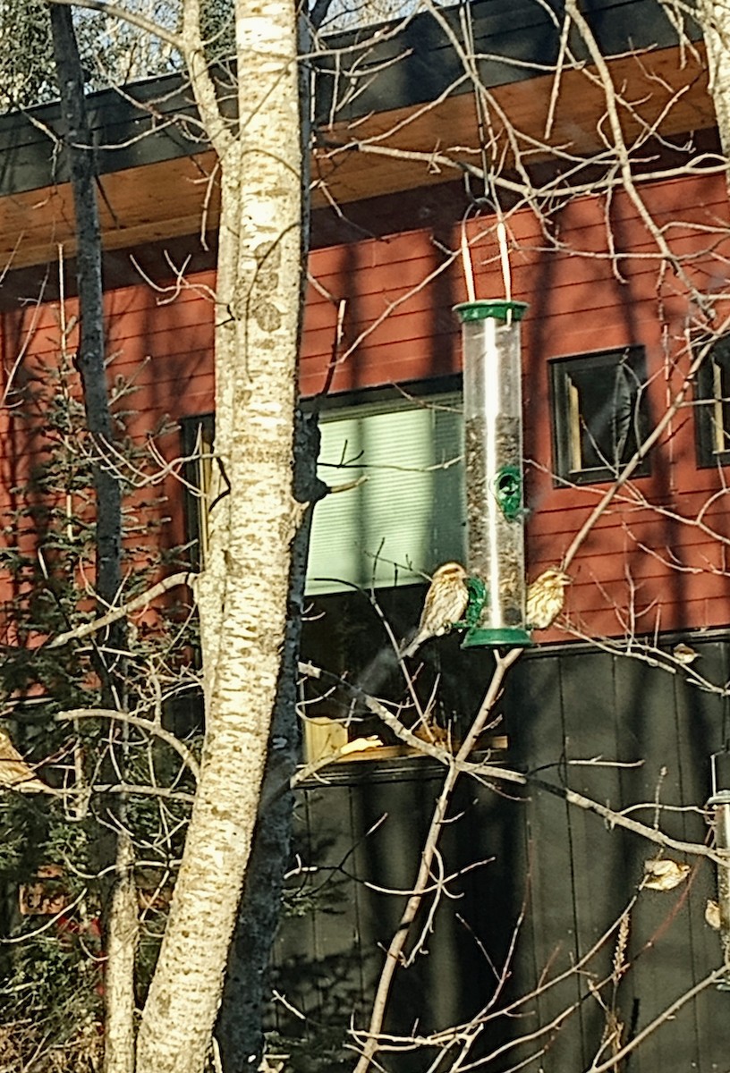 Purple Finch - ML628545166