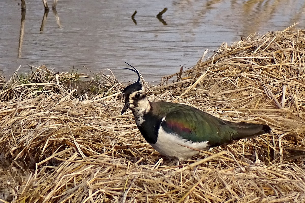 Northern Lapwing - ML628545293