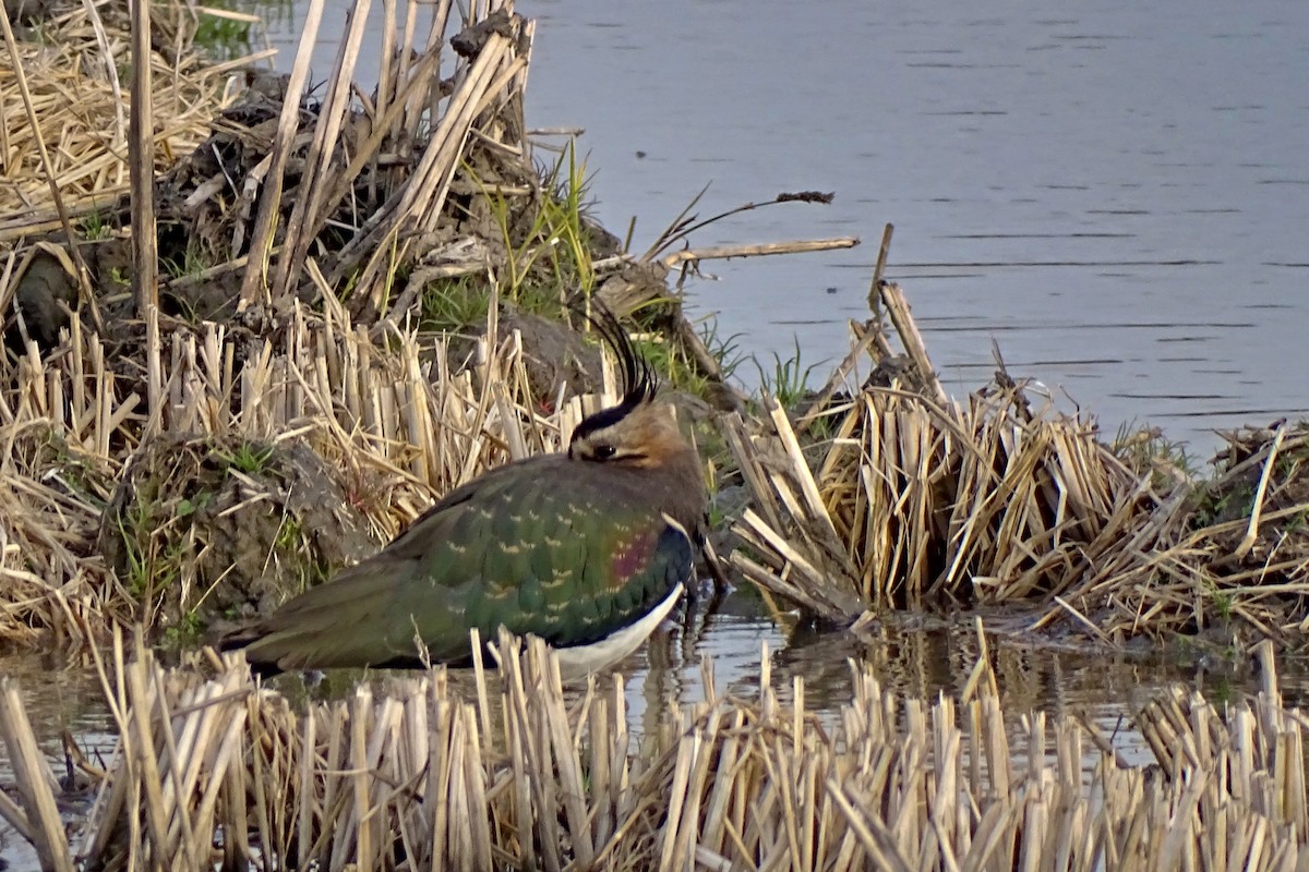 Northern Lapwing - ML628545295