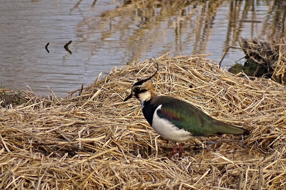 Northern Lapwing - ML628545297