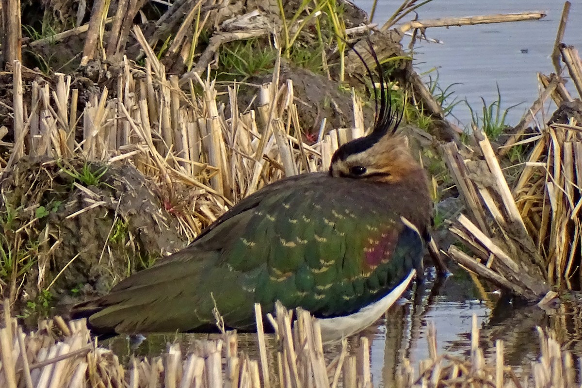 Northern Lapwing - ML628545298