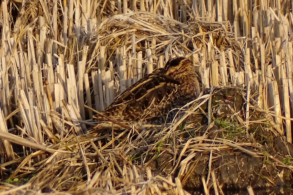 Common Snipe - ML628545309