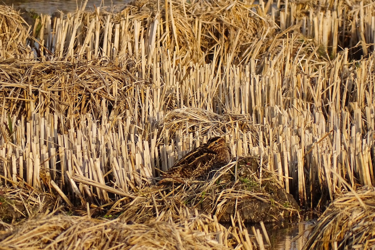 Common Snipe - ML628545310