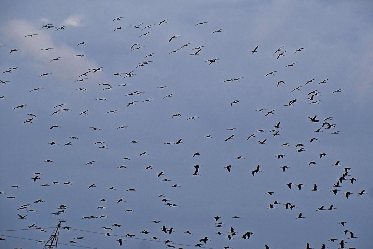 Glossy Ibis - ML628545314