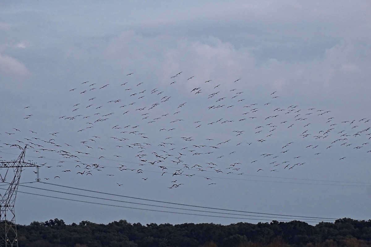 Glossy Ibis - ML628545315