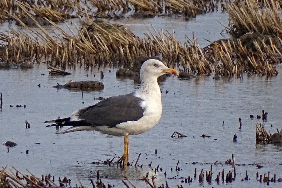 Lesser Black-backed Gull - ML628545319