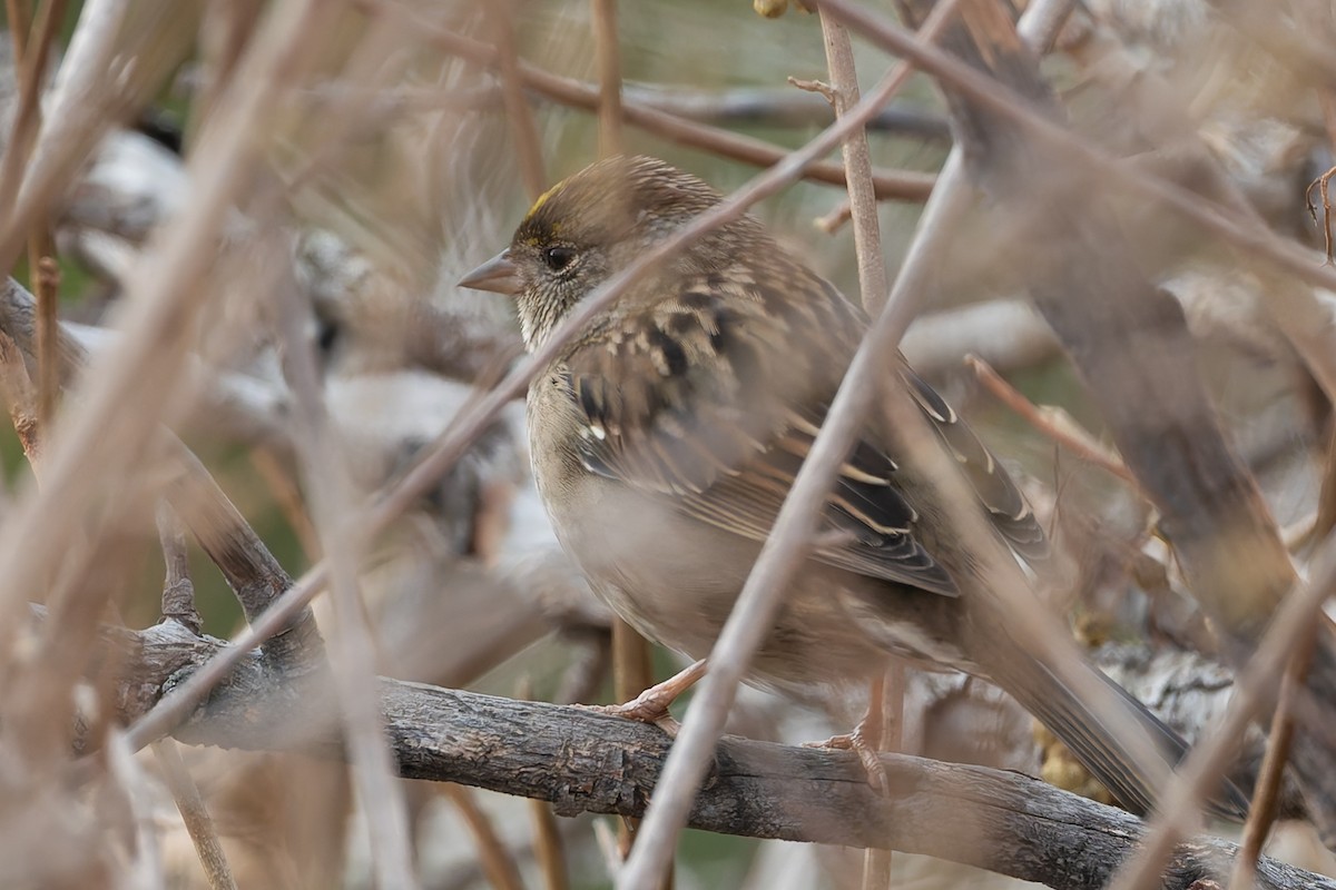 Golden-crowned Sparrow - ML628545643