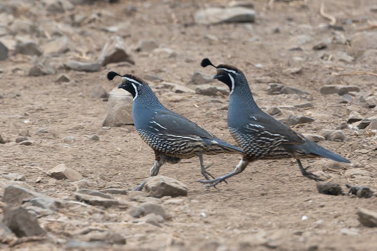 California Quail - ML628545652