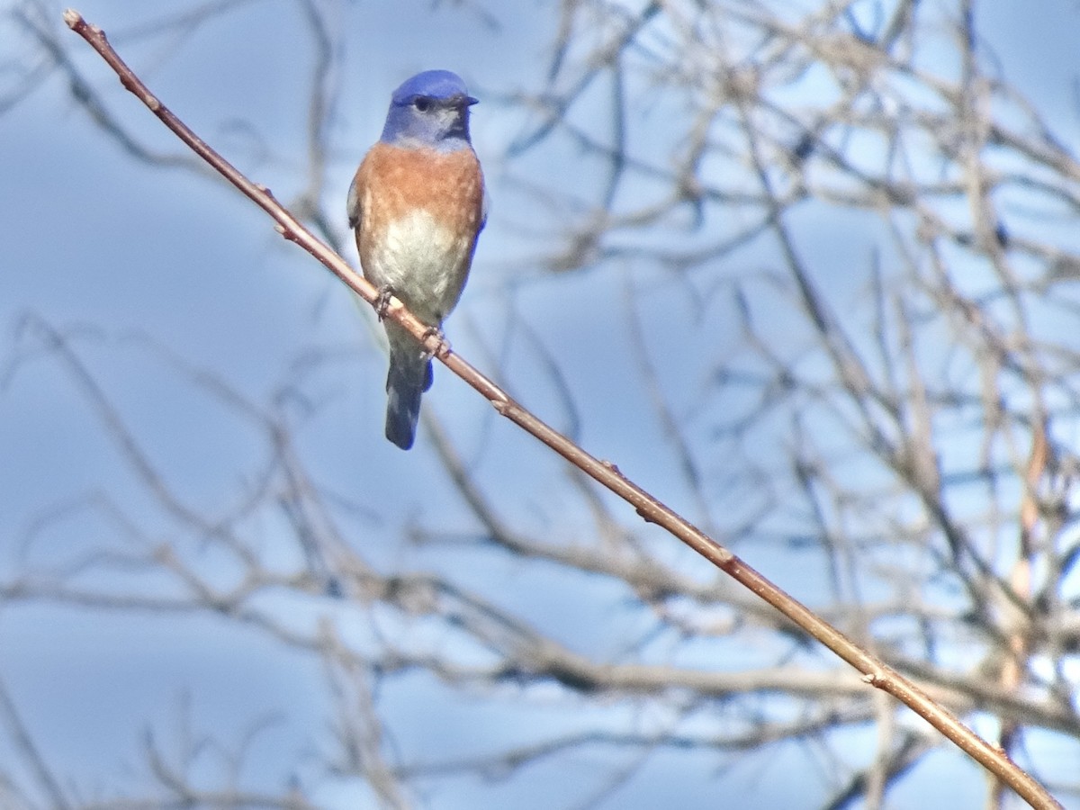 Western Bluebird - ML628546044