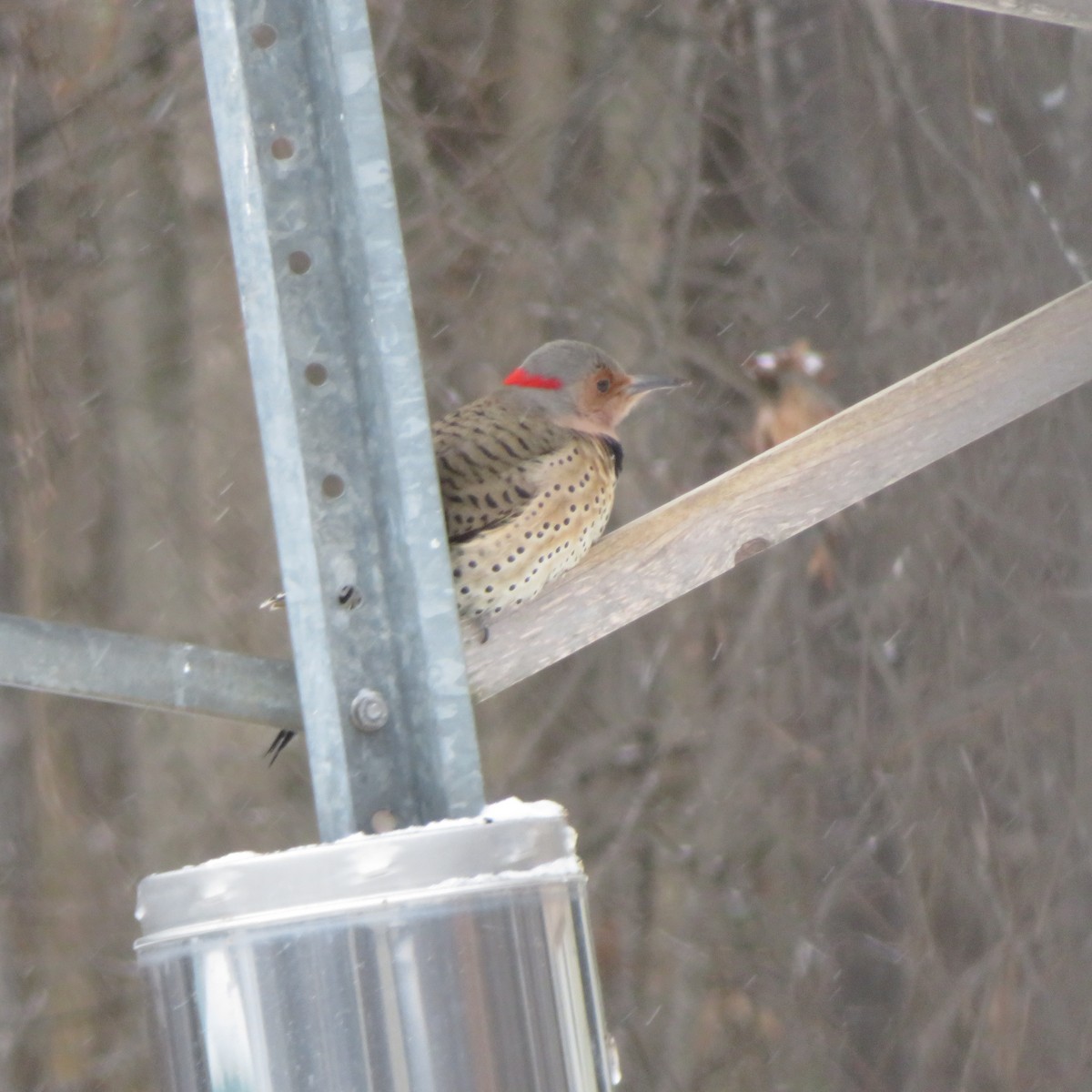 Northern Flicker - ML628546052