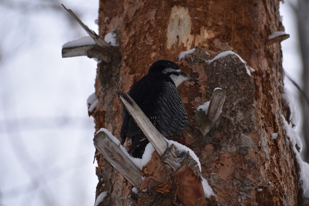 Black-backed Woodpecker - ML628546137