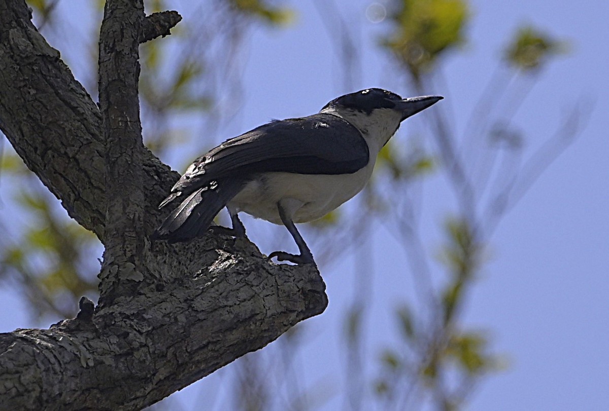 Van Dam's Vanga - ML628546318