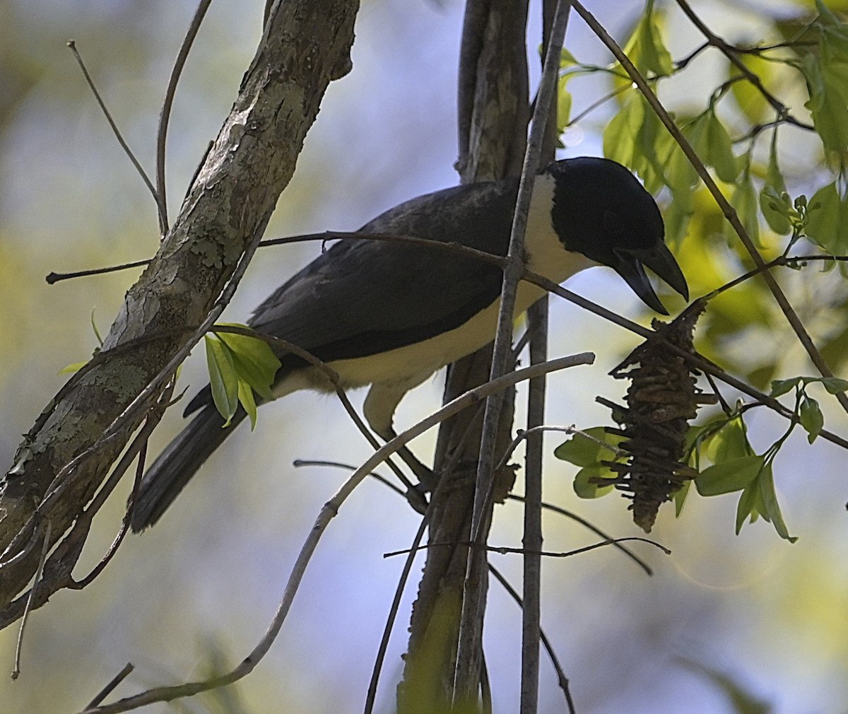 Van Dam's Vanga - ML628546339