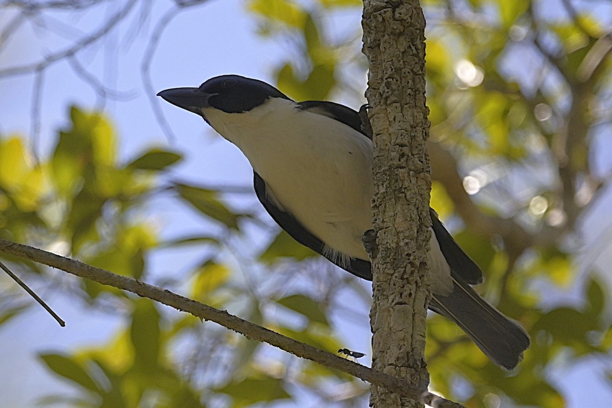 Van Dam's Vanga - ML628546355
