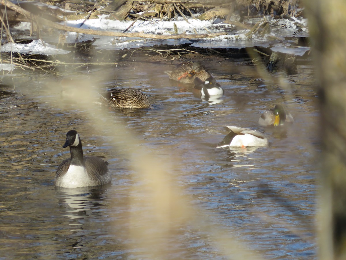 Hooded Merganser - ML628546482