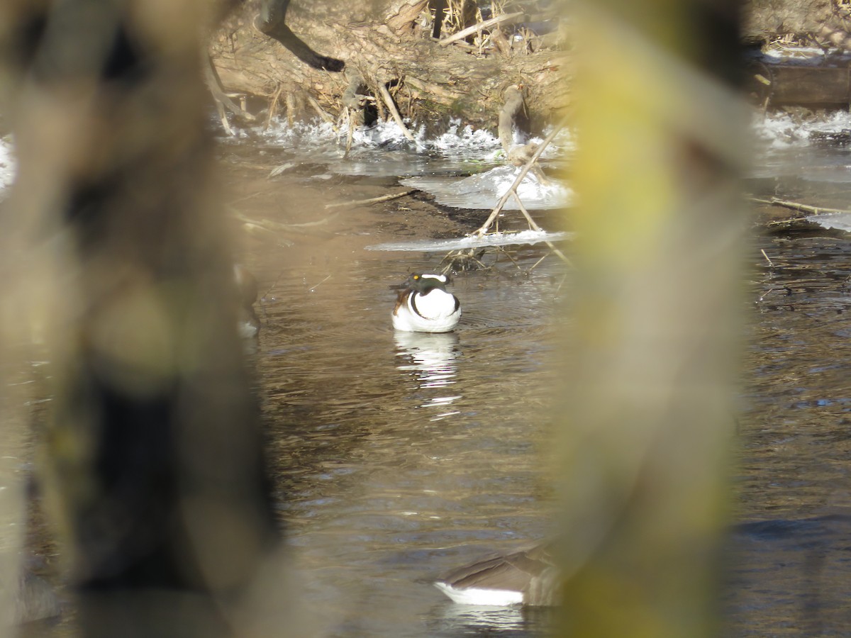 Hooded Merganser - ML628546505