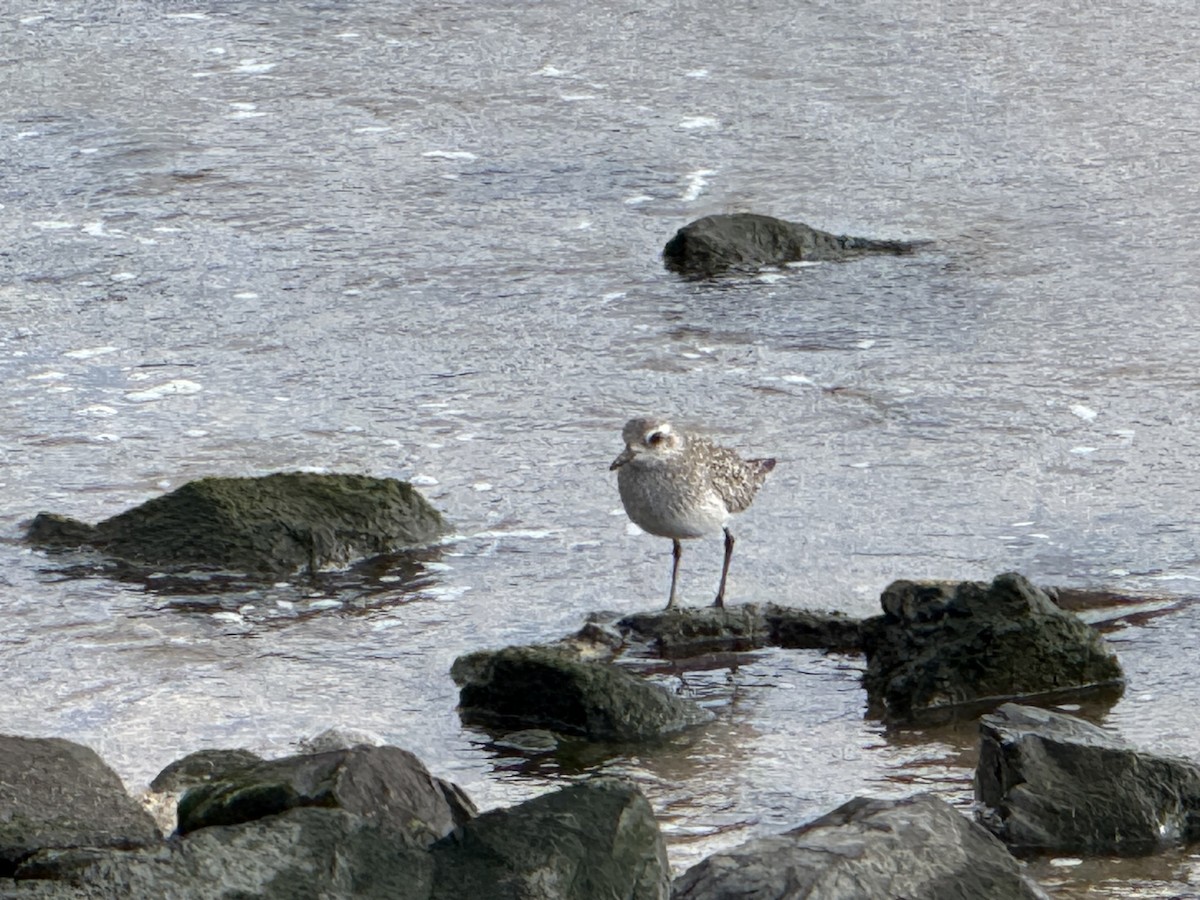 Black-bellied Plover - ML628546699