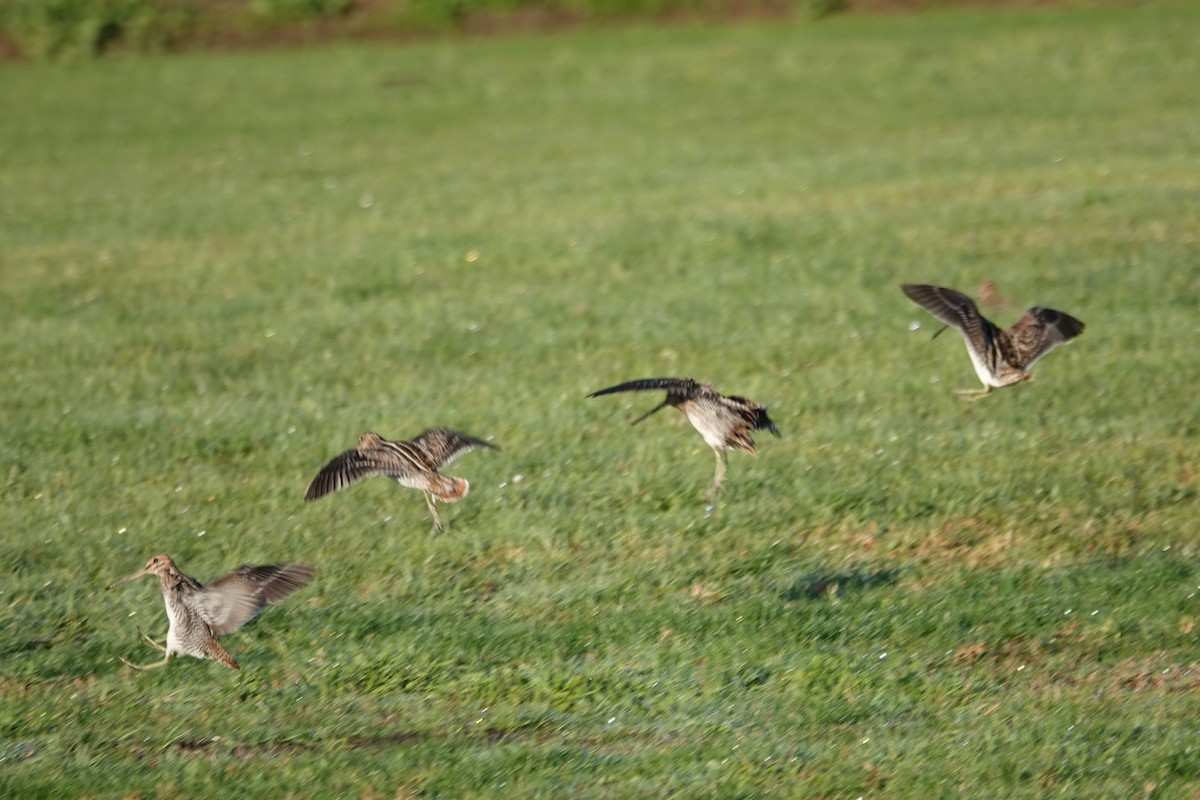 Wilson's Snipe - ML628546715