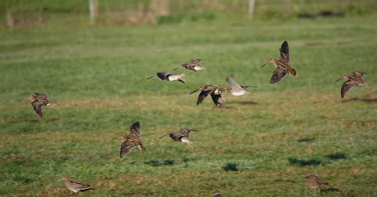 Wilson's Snipe - ML628546716