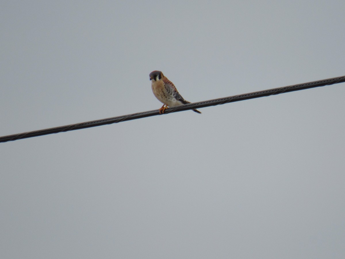 American Kestrel - ML628546740