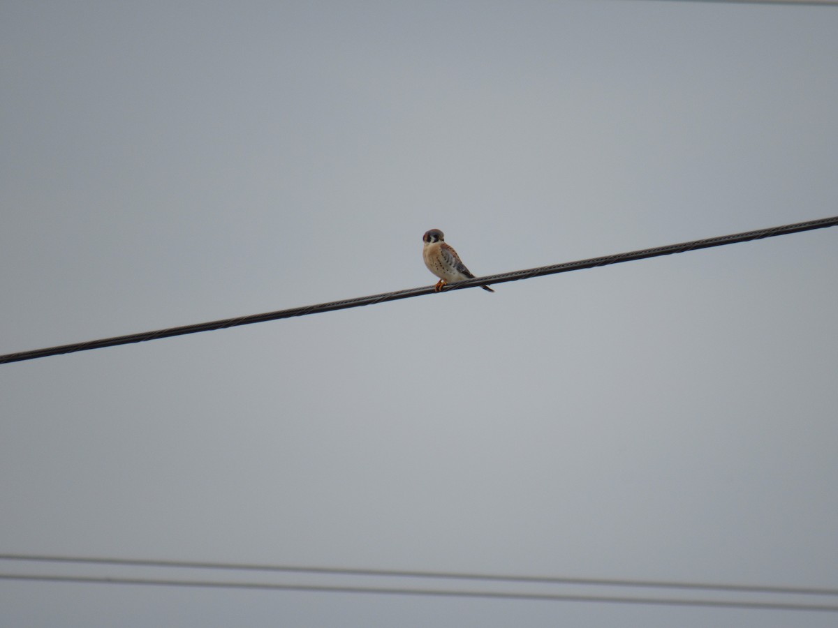American Kestrel - ML628546741