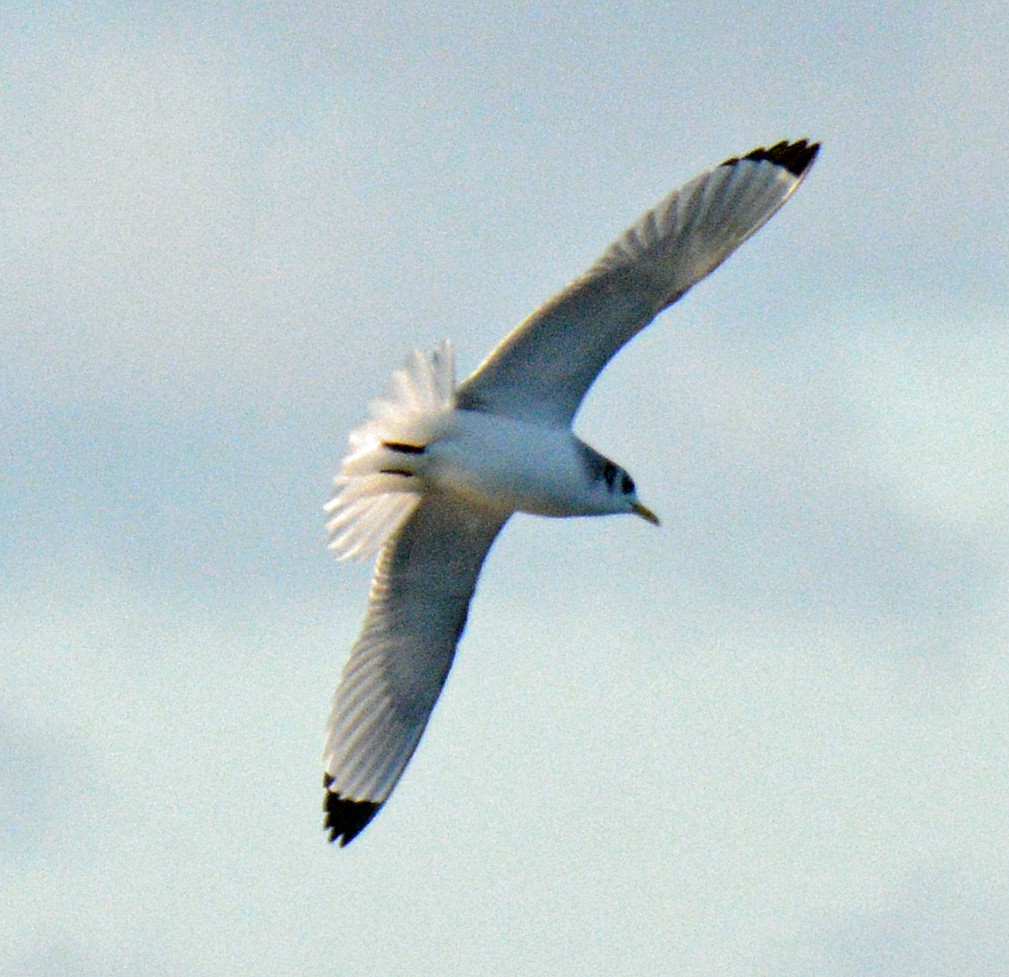 Black-legged Kittiwake - ML628546778