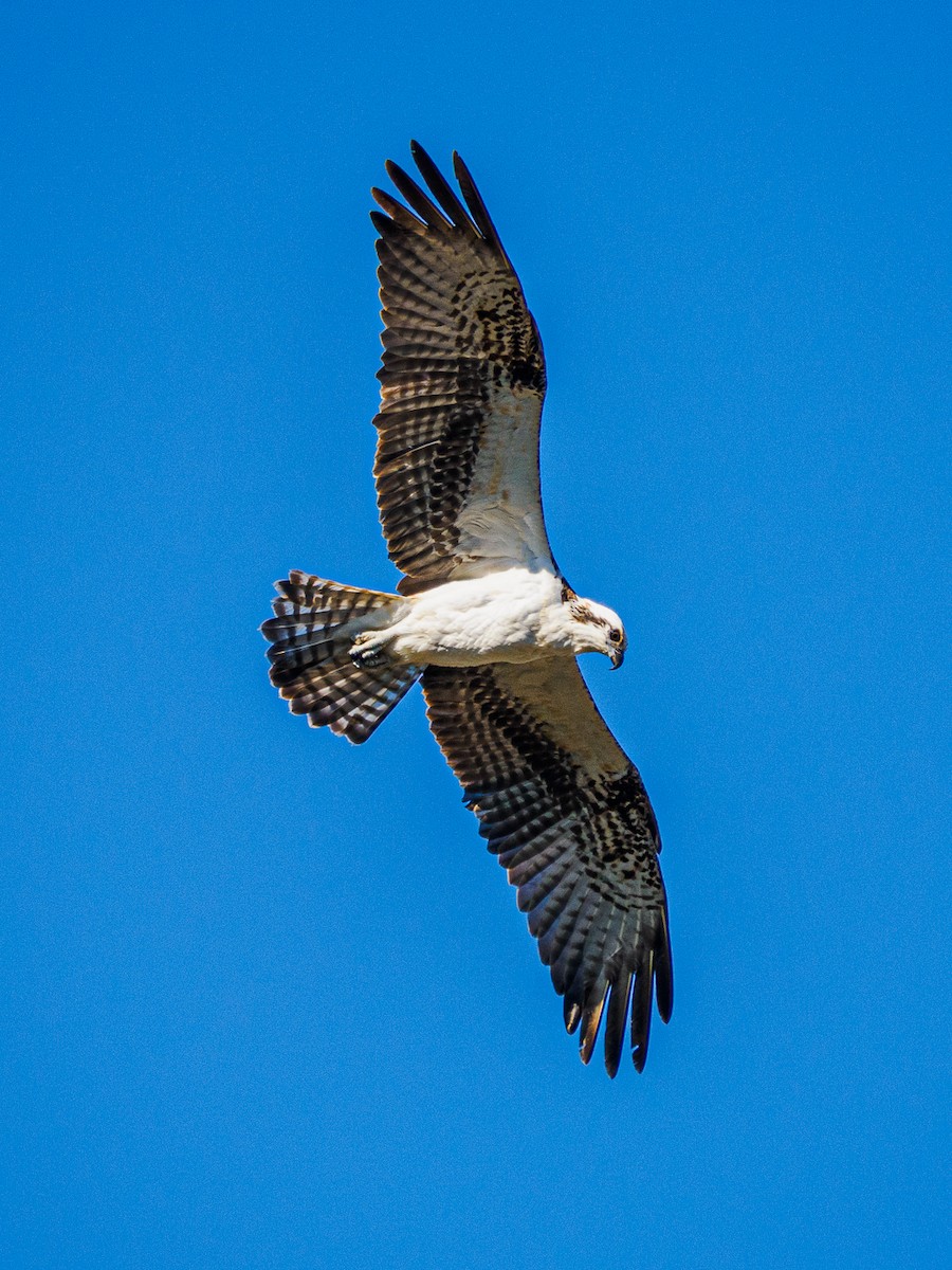 eBird Checklist - 4 Jan 2025 - Shamrock Park - 22 species