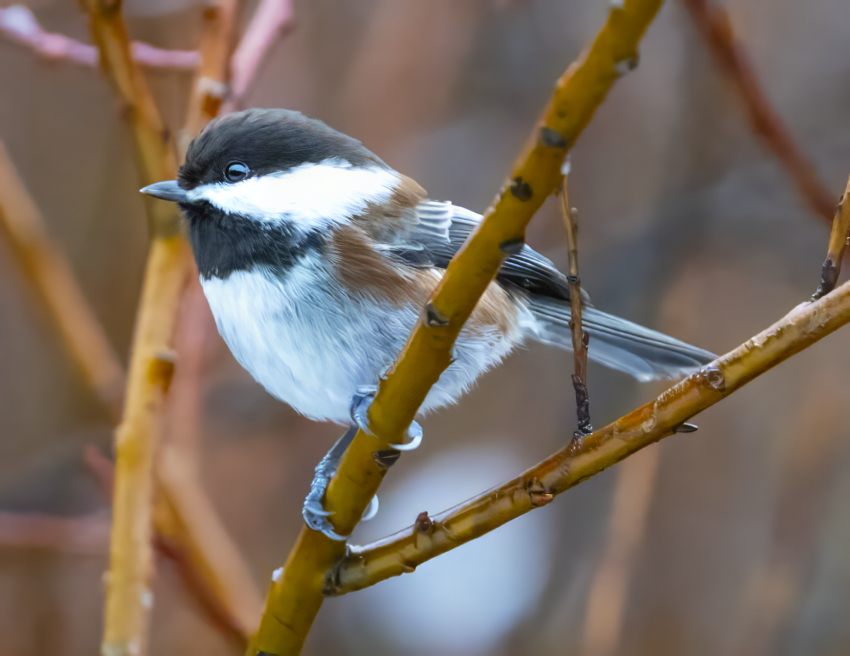 Chestnut-backed Chickadee - ML628547273