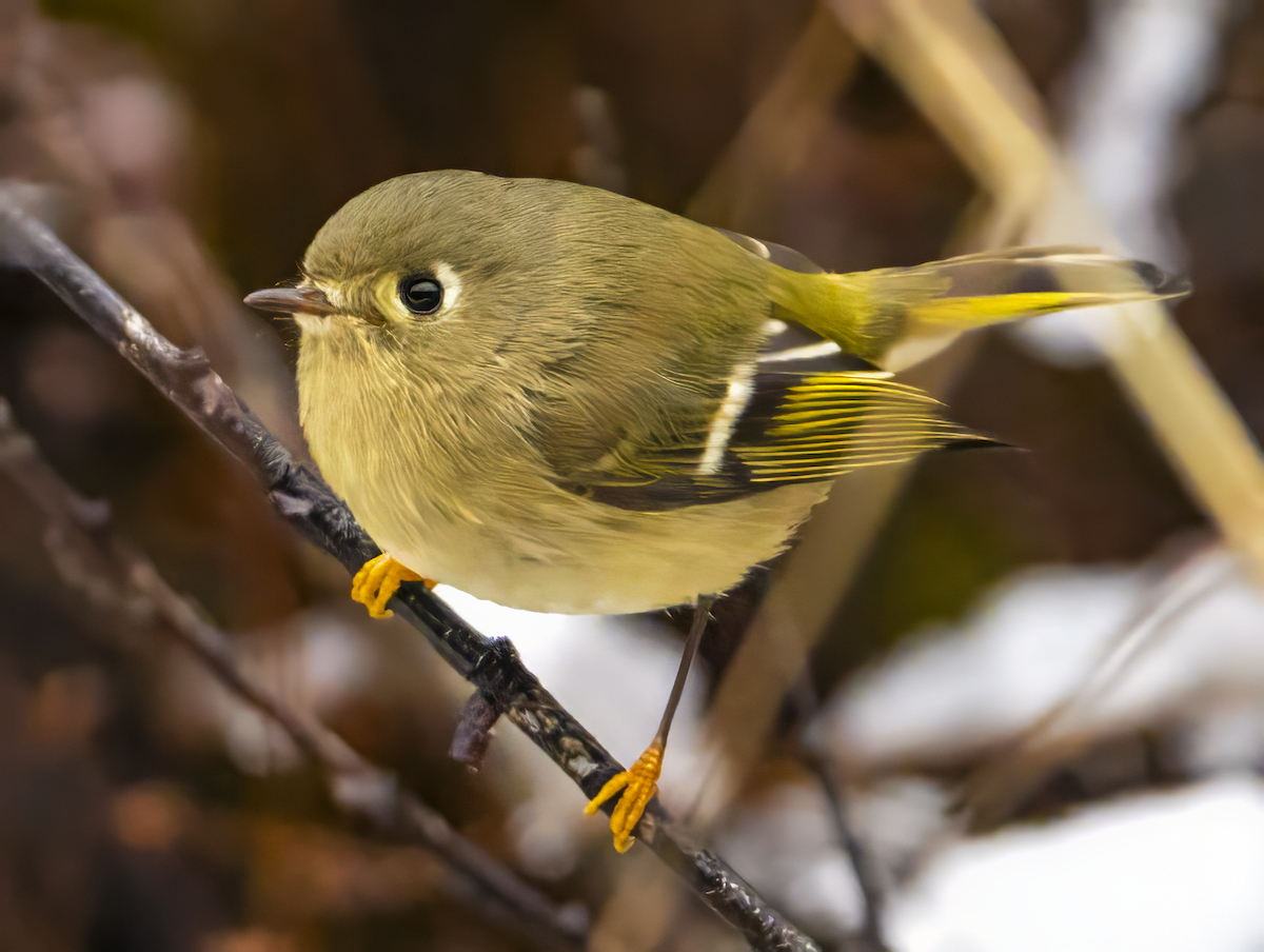 Ruby-crowned Kinglet - ML628547276