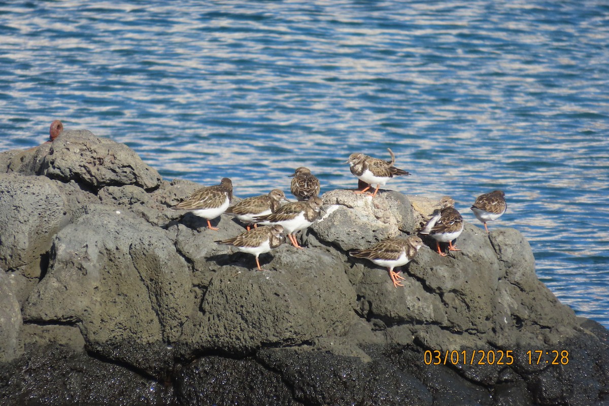 Ruddy Turnstone - ML628547429