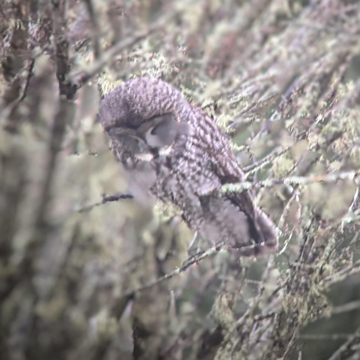 Great Gray Owl - ML628547508