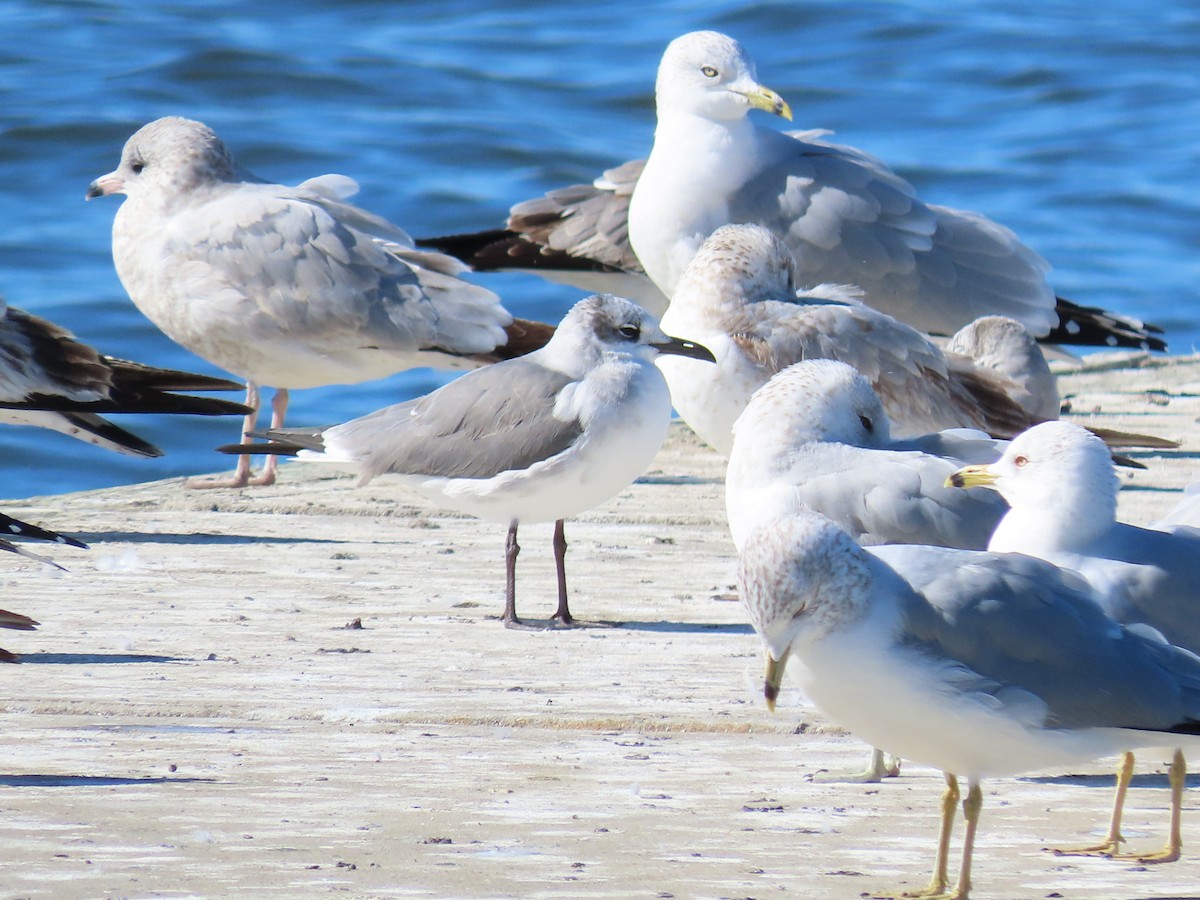 Laughing Gull - ML628547575