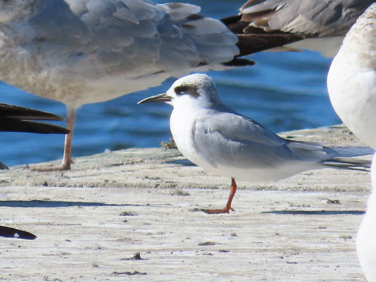 Forster's Tern - ML628547601