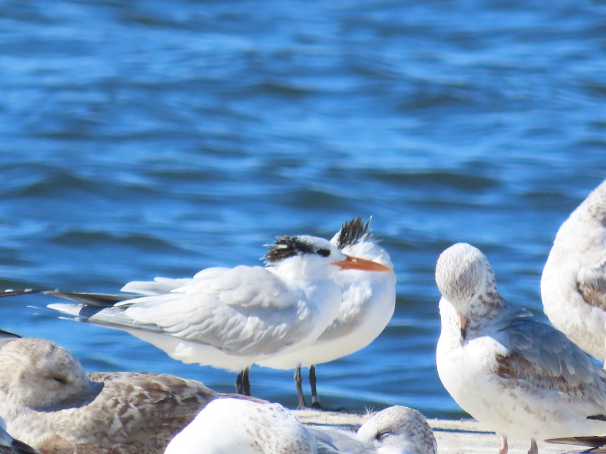 Royal Tern - ML628547652